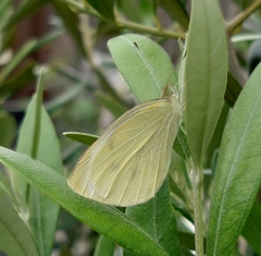 Pieris rapae