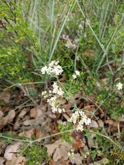Galium xeroticum
