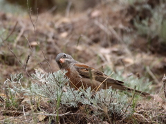 Emberiza buchanani
