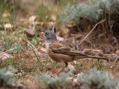 Emberiza buchanani