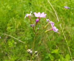 Primula cortusoides