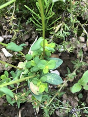 Euphorbia stricta