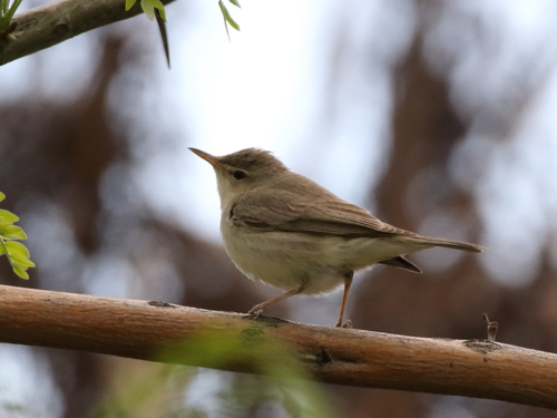 Zarcero pálido (Iduna pallida)