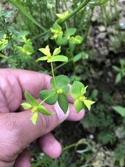 Euphorbia stricta