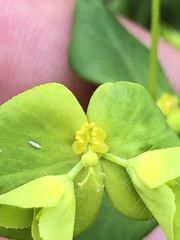 Euphorbia stricta