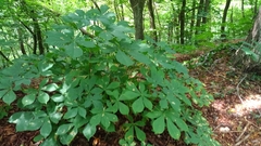 Aesculus hippocastanum
