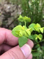 Euphorbia stricta