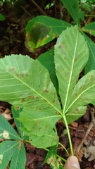 Aesculus hippocastanum
