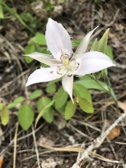 Calochortus lyallii