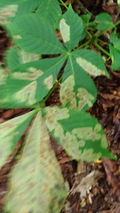 Aesculus hippocastanum