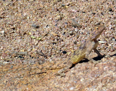 Agama anchietae