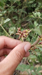 Hosackia crassifolia crassifolia