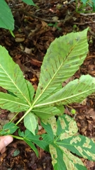 Aesculus hippocastanum
