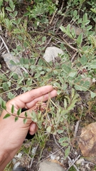 Hosackia crassifolia crassifolia