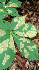 Aesculus hippocastanum