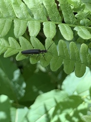 Denticollis denticornis