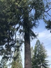 Sequoiadendron giganteum