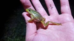 Pelophylax plancyi