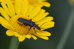 Cantharis obscura