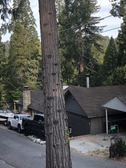 Sequoiadendron giganteum