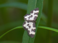 Lomaspilis opis nigrita