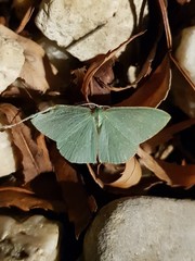 Chlorocoma melocrossa