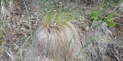 Carex nigra juncea
