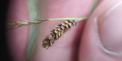 Carex nigra juncea
