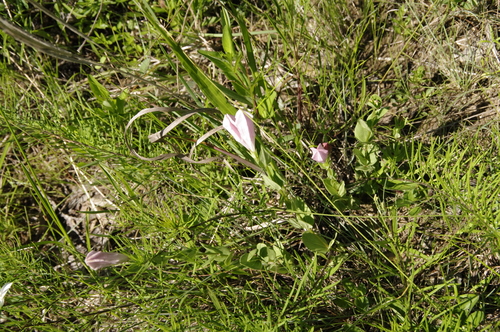 Image of Alabama Indian Pink (Spigelia alabamensis) by (c) Eric Knight, some rights reserved (CC BY)
