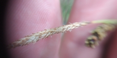 Carex nigra juncea