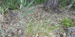 Carex nigra juncea