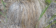 Carex nigra juncea