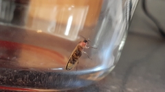 Pyractomena angulata