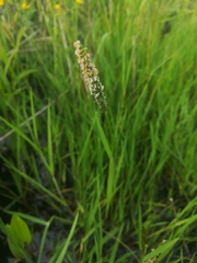 Alopecurus pratensis