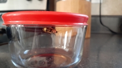 Pyractomena angulata