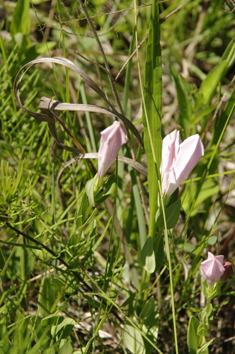 Image of Spigelia alabamensis by (c) Eric Knight, some rights reserved (CC BY)