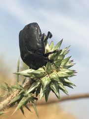 Protaetia afflicta libani