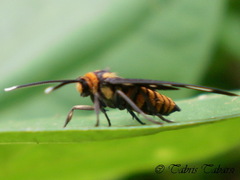 Amata huebneri