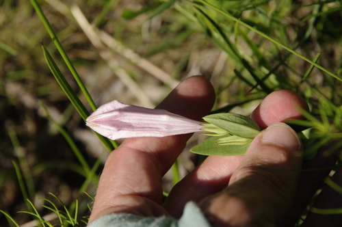 Image of Alabama Indian Pink (Spigelia alabamensis) by (c) Eric Knight, some rights reserved (CC BY)