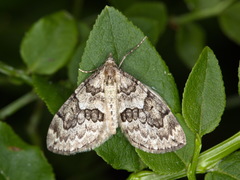 Thera variata