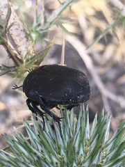 Protaetia afflicta libani