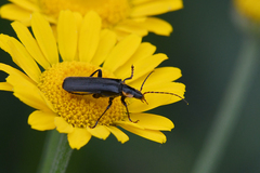 Cantharis obscura