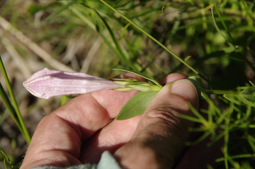Image of Alabama Indian Pink (Spigelia alabamensis) by (c) Eric Knight, some rights reserved (CC BY)