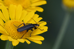 Cantharis obscura