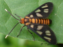 Amata huebneri