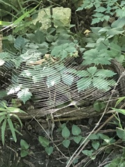 Araneidae