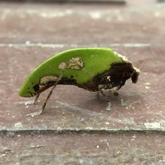 Pycnopalpa bicordata