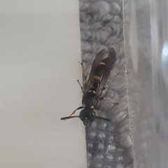 Symmorphus bifasciatus