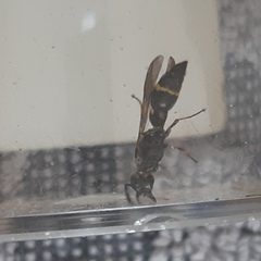 Symmorphus bifasciatus