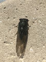 Neotibicen lyricen virescens